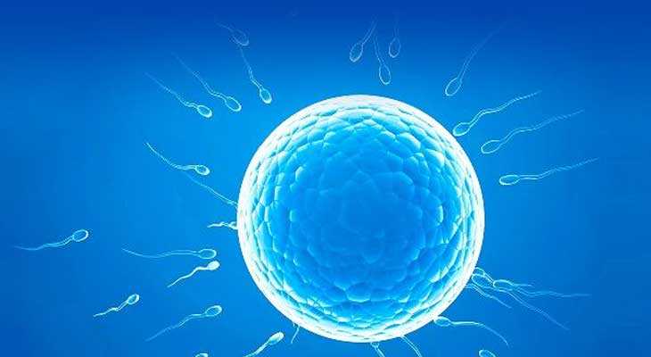 凭祥市第三方助孕公司_试管婴儿胚胎7细胞的质量怎样