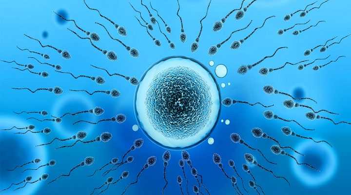 同心县47借卵自怀_申请精子库的精子做试管婴儿多少钱？